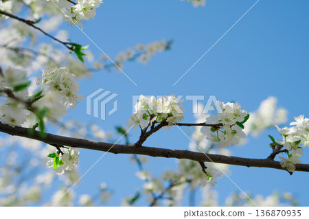 Tree branches covered with flowers with white petals in the spring 136870935
