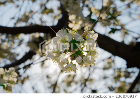 Tree branches covered with flowers with white petals in the spring 136870937