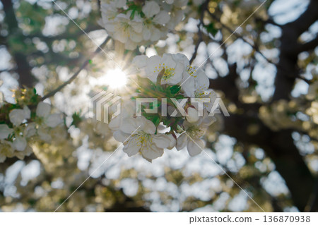 Tree branches covered with flowers with white petals in the spring 136870938