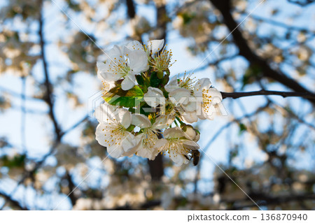 Tree branches covered with flowers with white petals in the spring Tree branches covered with flowers with white petals in the spring 136870940