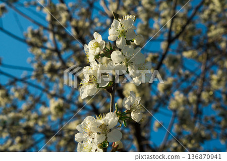 Tree branches covered with flowers with white petals in the spring Tree branches covered with flowers with white petals in the spring 136870941