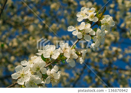 Tree branches covered with flowers with white petals in the spring 136870942