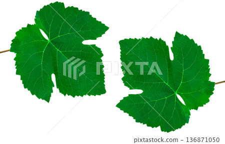 green leaf of grapes, on a white background in isolation 136871050