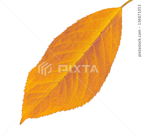 yellow cherry leaf, on a white background in isolation, close-up yellow cherry leaf, on a white background in isolation, close-up 136871053