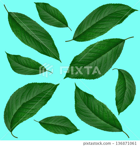 green leaves from cherries, on a blue background, collage 136871061