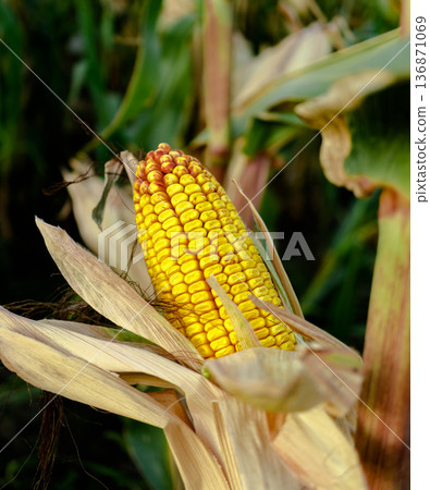 head of corn, half peeled, on the trunk of a plant head of corn, half peeled, on the trunk of a plant 136871069
