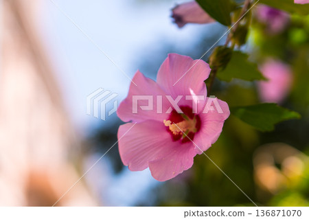 A stock rose with pink petals grows in a natural environment 136871070