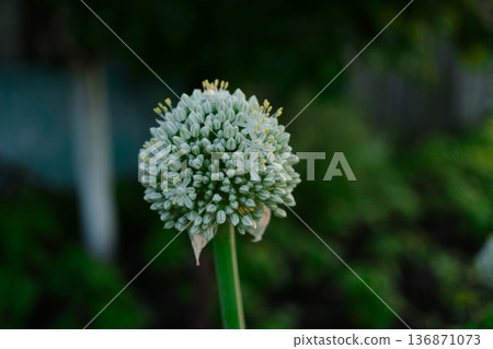 head with ripe onion seeds, against the background of blurred vegetation in the garden head with ripe onion seeds, against the background of blurred vegetation in the garden 136871073