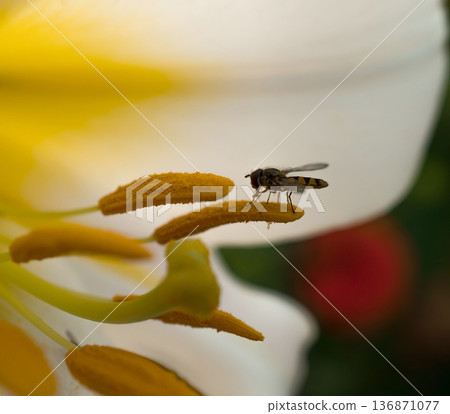 Insect pollinates lily flower, close up macro 136871077