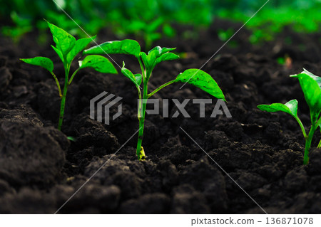 young pepper sprouts sprout from rough, clotted soil 136871078