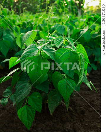 Young plant bushes phosol, grow in the garden, close-up photo with torn ass 136871080