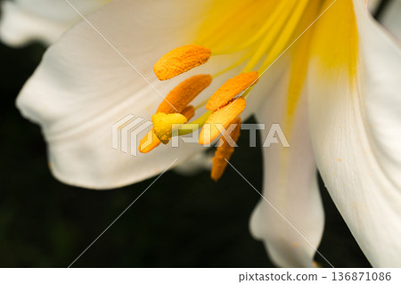 Lily flower with white petals, pistil and stamens close-up, macro Lily flower with white petals, pistil and stamens close-up, macro 136871086