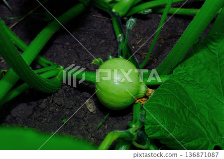Green young shoots of a pumpkin plant, with young pumpkin fruits Green young shoots of a pumpkin plant, with young pumpkin fruits 136871087