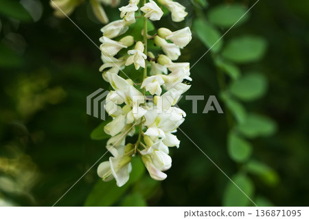 A branch of blooming acacia flowers against a blurred background A branch of blooming acacia flowers against a blurred background 136871095