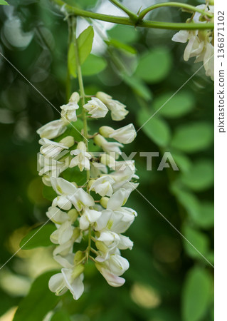 acacia flowers blooming acacia brush on the tree plants 136871102
