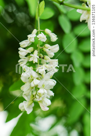 A branch of blooming acacia flowers against a blurred background 136871105