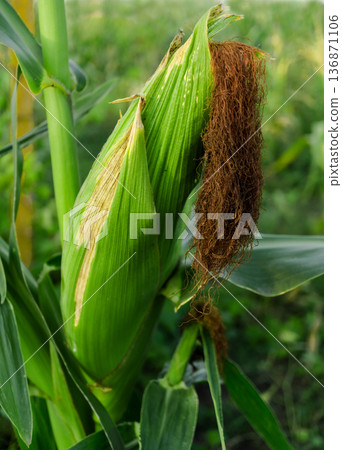 Young corn with a ripening head of cabbage on the trunk of a plant in a field against a background Young corn with a ripening head of cabbage on the trunk of a plant in a field against a background 136871106