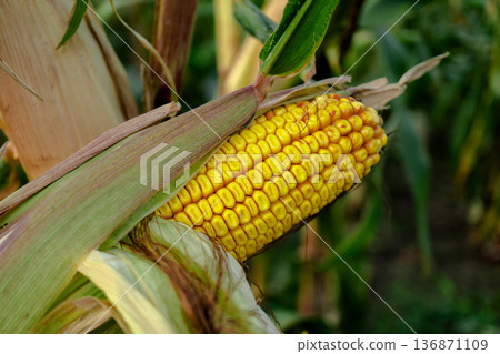 A swing of ripe corn, half peeled from the husk, on the trunk of a plant, close-up A swing of ripe corn, half peeled from the husk, on the trunk of a plant, close-up 136871109