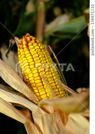 A swing of ripe corn, half peeled from dry husks, on the trunk of a plant A swing of ripe corn, half peeled from dry husks, on the trunk of a plant 136871110