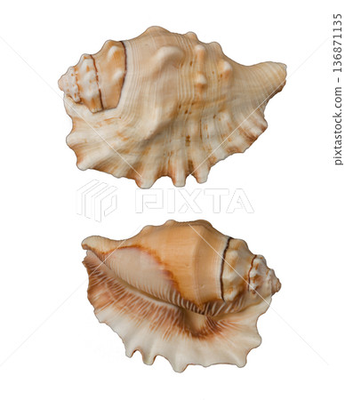 Beautiful decorative shell of natural origin on a white background isolated view from both sides from the top 136871135