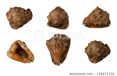 Large seashell on white background, isolated, shot from six angles close-up Large seashell on white background, isolated, shot from six angles close-up 136871138