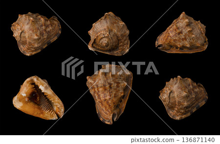 Large seashell on black background, isolated, shot from six angles close-up Large seashell on black background, isolated, shot from six angles close-up 136871140