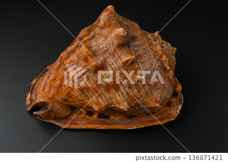 seashell, large, on a black background seashell, large, on a black background 136871421