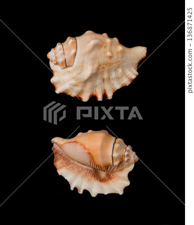 Beautiful decorative shell of natural origin on a black background isolated view from both sides from the top Beautiful decorative shell of natural origin on a black background isolated view from both sides from the top 136871425