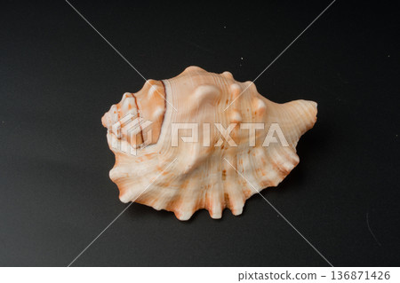 seashell, large, on a black background seashell, large, on a black background 136871426