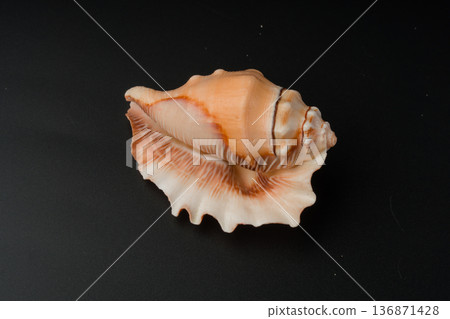 sea shell 136871428
