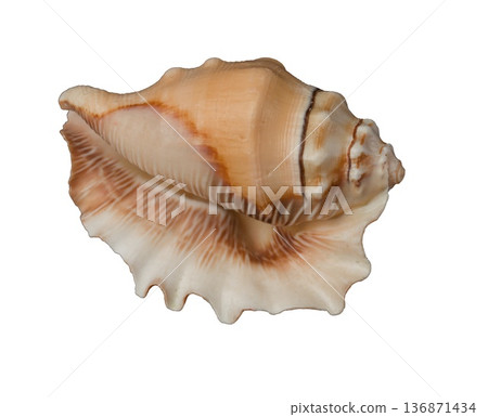 Beautiful decorative shell of natural origin Beautiful decorative shell of natural origin 136871434
