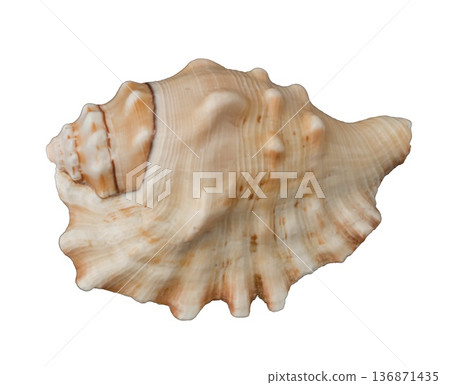 Beautiful decorative shell of natural origin 136871435