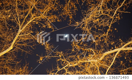 night sky and moon through the branches of forest trees night sky and moon through the branches of forest trees 136871493