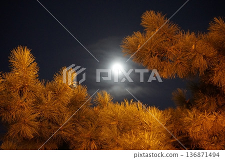 night sky and moon through the branches of forest trees night sky and moon through the branches of forest trees 136871494