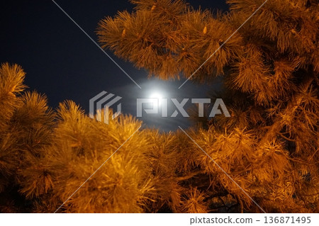 night sky and moon through the branches of forest trees night sky and moon through the branches of forest trees 136871495
