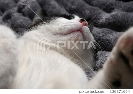 Extreme close-up of a sleeping cat face and nose showing soft fur texture and relaxed expression on a grey blanket. Extreme close-up of a sleeping cat face and nose showing soft fur texture and relaxed expression on a grey blanket. 136871664