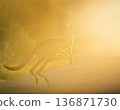 Eastern Grey Kangaroo Jumping Eastern Grey Kangaroo Jumping 136871730