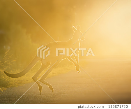 Eastern Grey Kangaroo Jumping Eastern Grey Kangaroo Jumping 136871730