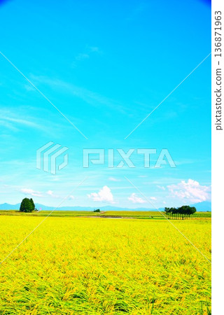 肥沃的鄉村 136871963