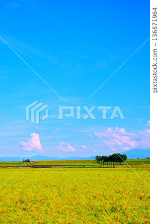 肥沃的鄉村 136871964