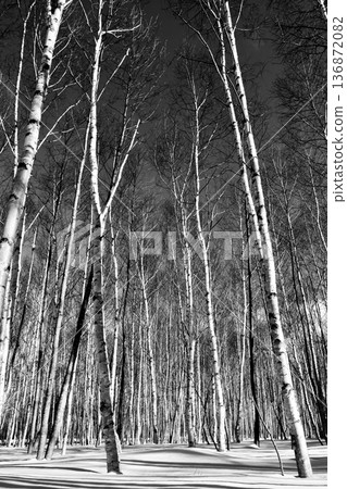 冬日晴空下,白雪皚皚的白樺林。支笏洞爺國立公園。 冬日晴空下,白雪皚皚的白樺林。支笏洞爺國立公園。 136872082