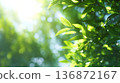 清新綠植和陽光透過樹葉灑下的自然背景。明亮清爽的綠色背景素材。 136872167