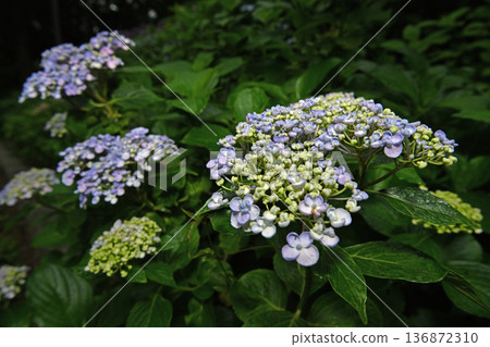 Hydrangea blooming in the rainy season 136872310