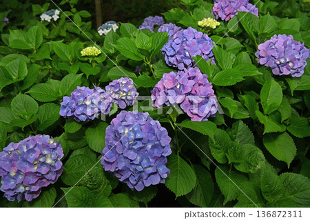 在雨季盛開的繡球 在雨季盛開的繡球 136872311