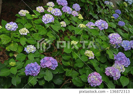 Hydrangea blooming in the rainy season 136872313