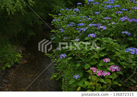 在雨季盛開的繡球 136872315