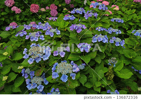 Hydrangea blooming in the rainy season Hydrangea blooming in the rainy season 136872316