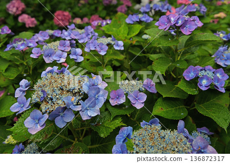 在雨季盛開的繡球 在雨季盛開的繡球 136872317