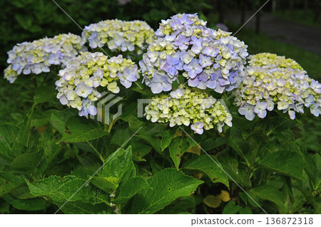 Hydrangea blooming in the rainy season Hydrangea blooming in the rainy season 136872318