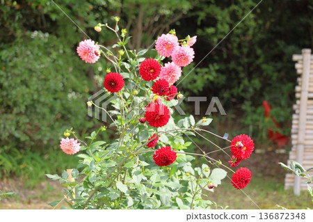 秋天公園大麗花花 秋天公園大麗花花 136872348